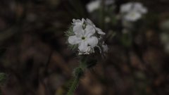 Cryptantha intermedia intermedia