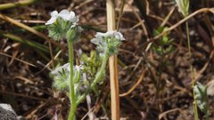 Cryptantha intermedia intermedia