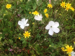 Linanthus dichotomus