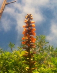 Dyckia encholirioides