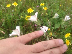 Linanthus dichotomus