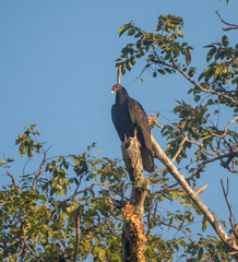 Cathartes aura image