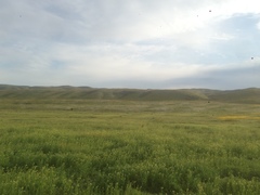 Linanthus dichotomus