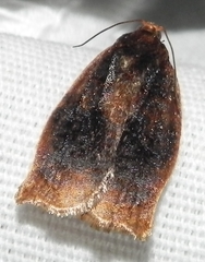 Archips infumatana