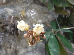 Rhytidophyllum leucomallon