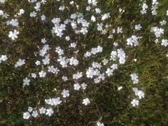 Linanthus dichotomus