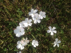 Linanthus dichotomus