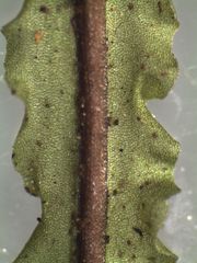 Hymenophyllum flexuosum