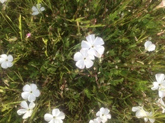 Linanthus dichotomus