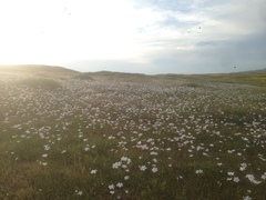 Linanthus dichotomus