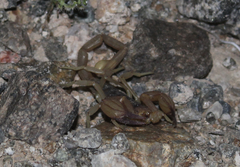 Smeringurus vachoni