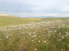 Linanthus dichotomus