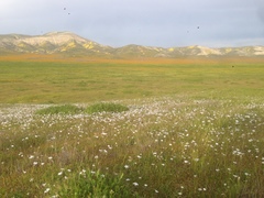 Linanthus dichotomus