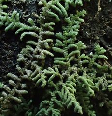 Lepidolaena clavigera