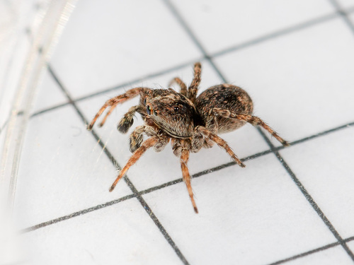 Asiatic Wall Jumping Spider
