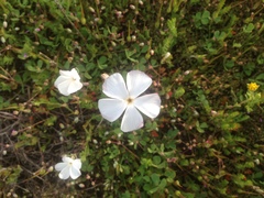 Linanthus dichotomus