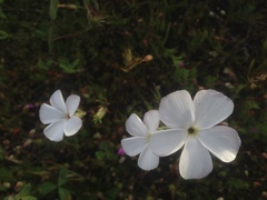 Linanthus dichotomus