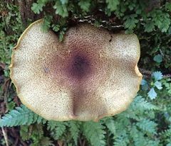 Tricholomopsis scabra