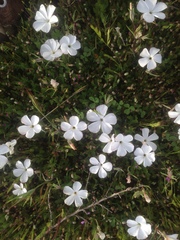 Linanthus dichotomus