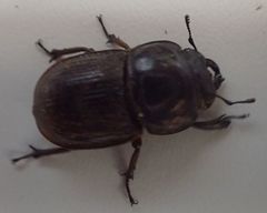 Geodorcus helmsi