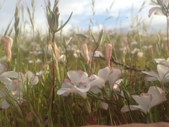 Linanthus dichotomus