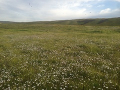 Linanthus dichotomus