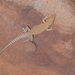 Mount Sinai Lizard - Photo (c) Dragonfyre, some rights reserved (CC BY-NC), uploaded by Dragonfyre
