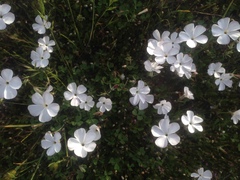 Linanthus dichotomus