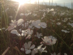 Linanthus dichotomus