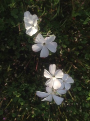 Linanthus dichotomus