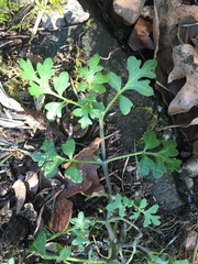 Nemophila parviflora