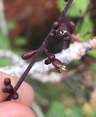 Commiphora pervilleana