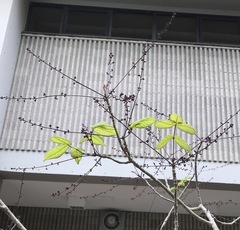 Commiphora pervilleana