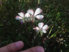 Linanthus dichotomus