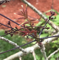 Commiphora pervilleana