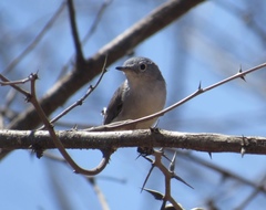 Polioptila nigriceps