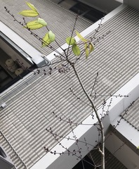 Commiphora pervilleana