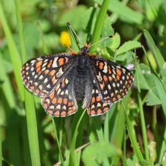 Euphydryas editha bayensis