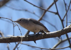Polioptila nigriceps