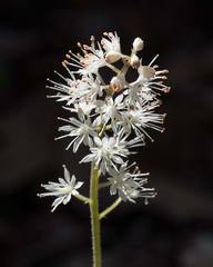 Tiarella austrina