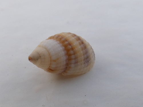Nassarius fenistratus observed 2023-12-24