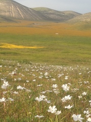 Linanthus dichotomus