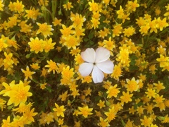 Linanthus dichotomus