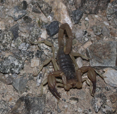 Smeringurus vachoni
