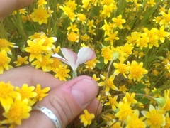 Linanthus dichotomus