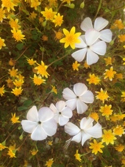 Linanthus dichotomus