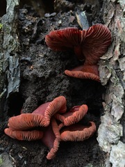 Tubaria punicea