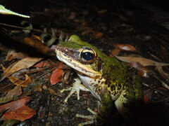Amami Tip-Nosed Frog photo 1