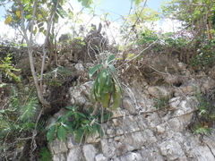 Rhytidophyllum leucomallon