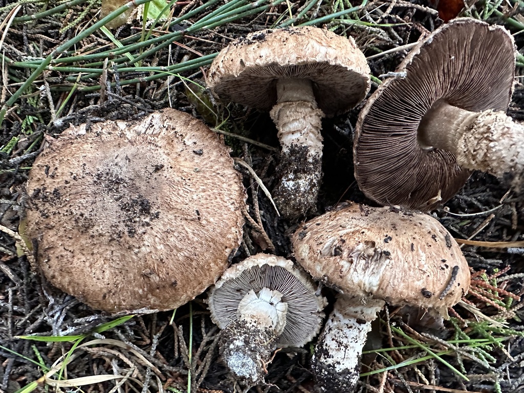 Agaricus coniferarum